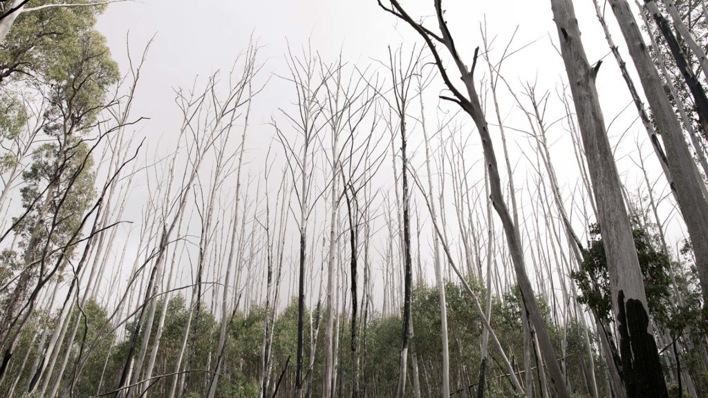 Photo of Snow Gum trees after 2016 Brush Fires